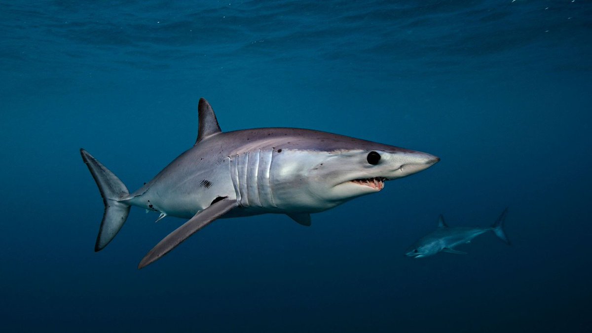 The shortfin mako (Isurus oxyrinchus) is believed to be the fastest of all  #sharks (with speed clocking in at 35 km/ph), and can propel themselves out of the water up to six metres.  #SharkWeek