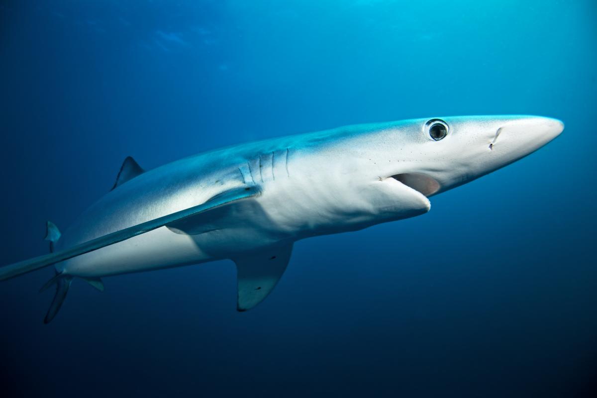 Mako  #sharks also eat other sharks, such as blue sharks (Prionace glauca- pictured), grey sharks (Carcharhinus sp.) and hammerheads (Sphyrna sp.). Other prey items include squid and sea turtles.  #SharkWeek