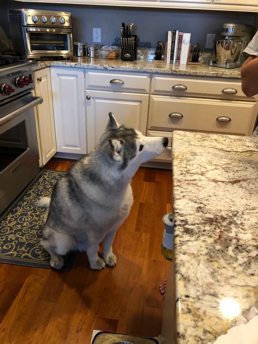 We'd say Tom's #dog has the #MichaelMyers  head tilt down perfect! What say you, #HalloweenKills fans?!