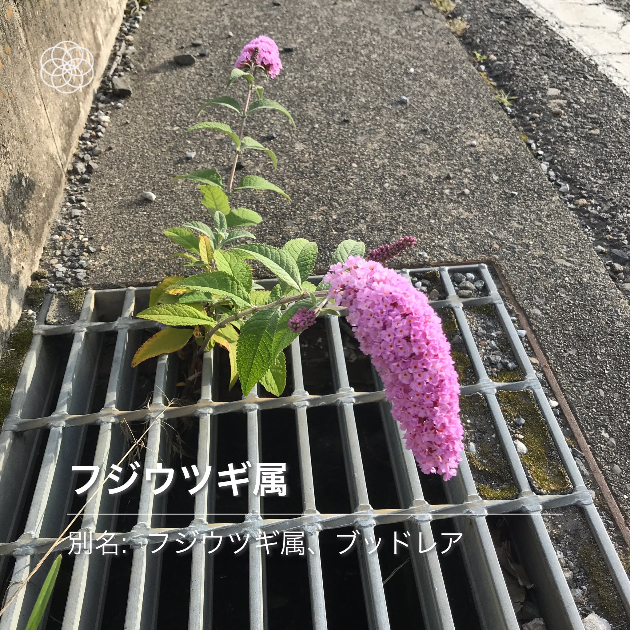 みんなの藤壺 アスファルトに咲く花 31回目 露草の青を今年は1度も見てなくて探し回りました 青い2枚の花びらの他に透明な花びらがあるの分かりますか ハナノナ T Co S6mskejtyd Twitter