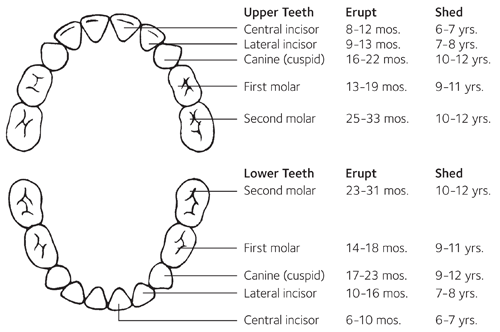 Getting a lot of questions about kids and brushing so a quick thread:Children have 20 primary teeth which start erupting at age 6 months and continue till around the 5 year mark. (see image)The need for "brushing' starts at birth but is done on the gums initially.