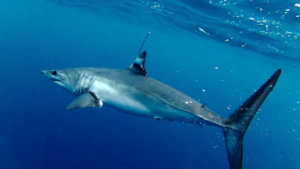 Fishers that use longline  #fishing gear to target  #swordfish, yellowfin  #tuna, and other tunas- which operate mainly in oceanic waters beyond the continental shelves that surround land masses - catch many pelagic (open-ocean) sharks, including shortfin mako  #sharks.  #SharkWeek