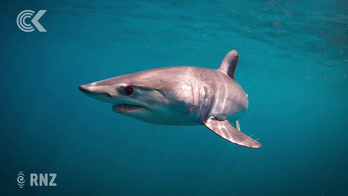 BTW, Riley right about mako name.  #SharkWeek NIWA Dr. Malcolm Francis once said, "Mako is its Māori name, meaning either the shark or a shark tooth. The Māori name has been adopted worldwide, though often mispronounced 'may-ko' rather than the more correct 'mar-kor'."  #SharkWeek