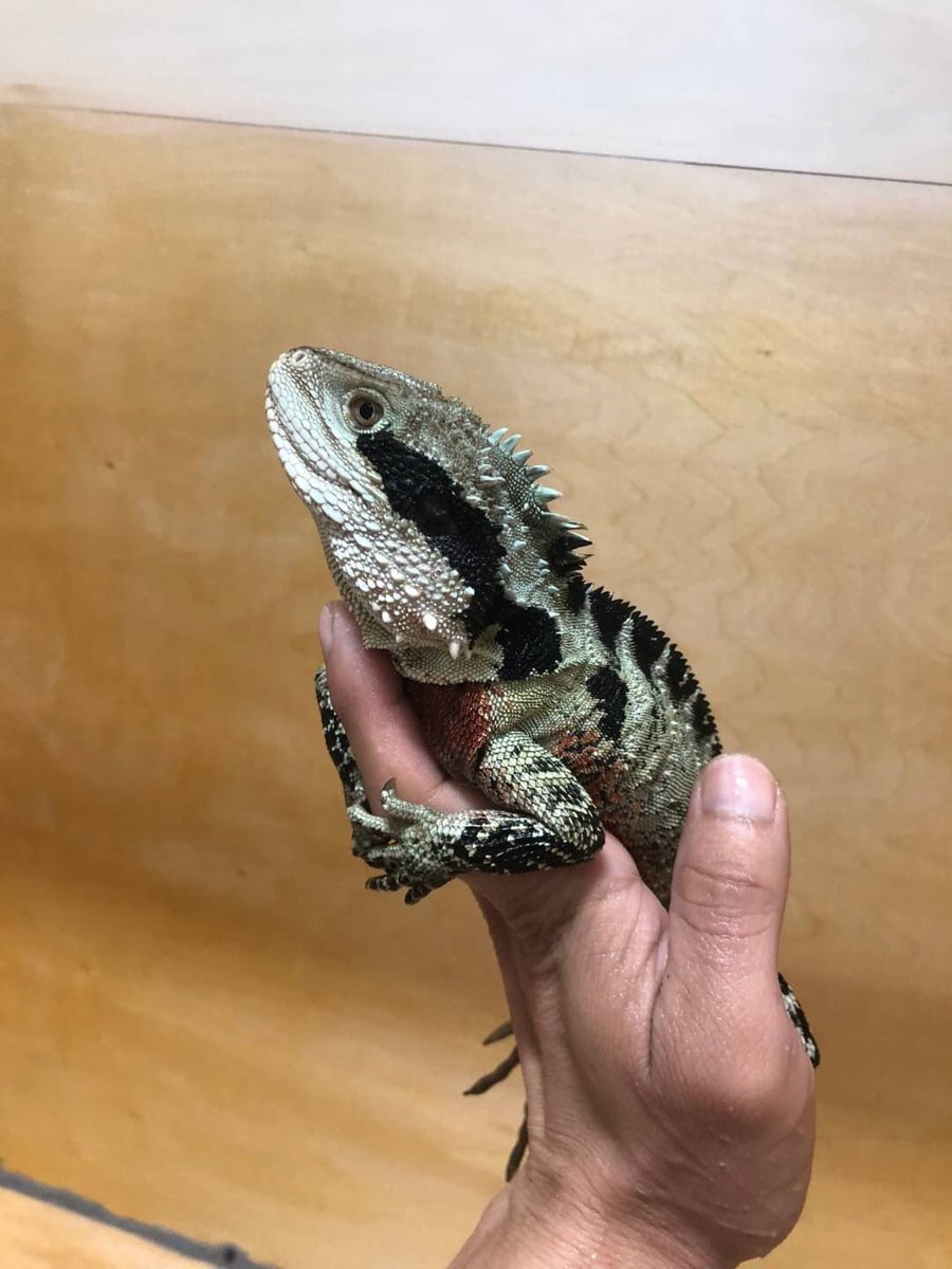 Tri Reptiles トライレプタイルズ 無所属 ヒガシウォータードラゴン フルアダルトオス個体の流通がとても少ない ヒガシウォータードラゴン Ogの個体は全てcbのため馴れやすさも抜群です 発情色である胸の赤みもバッチリです 尾先が少し切れており