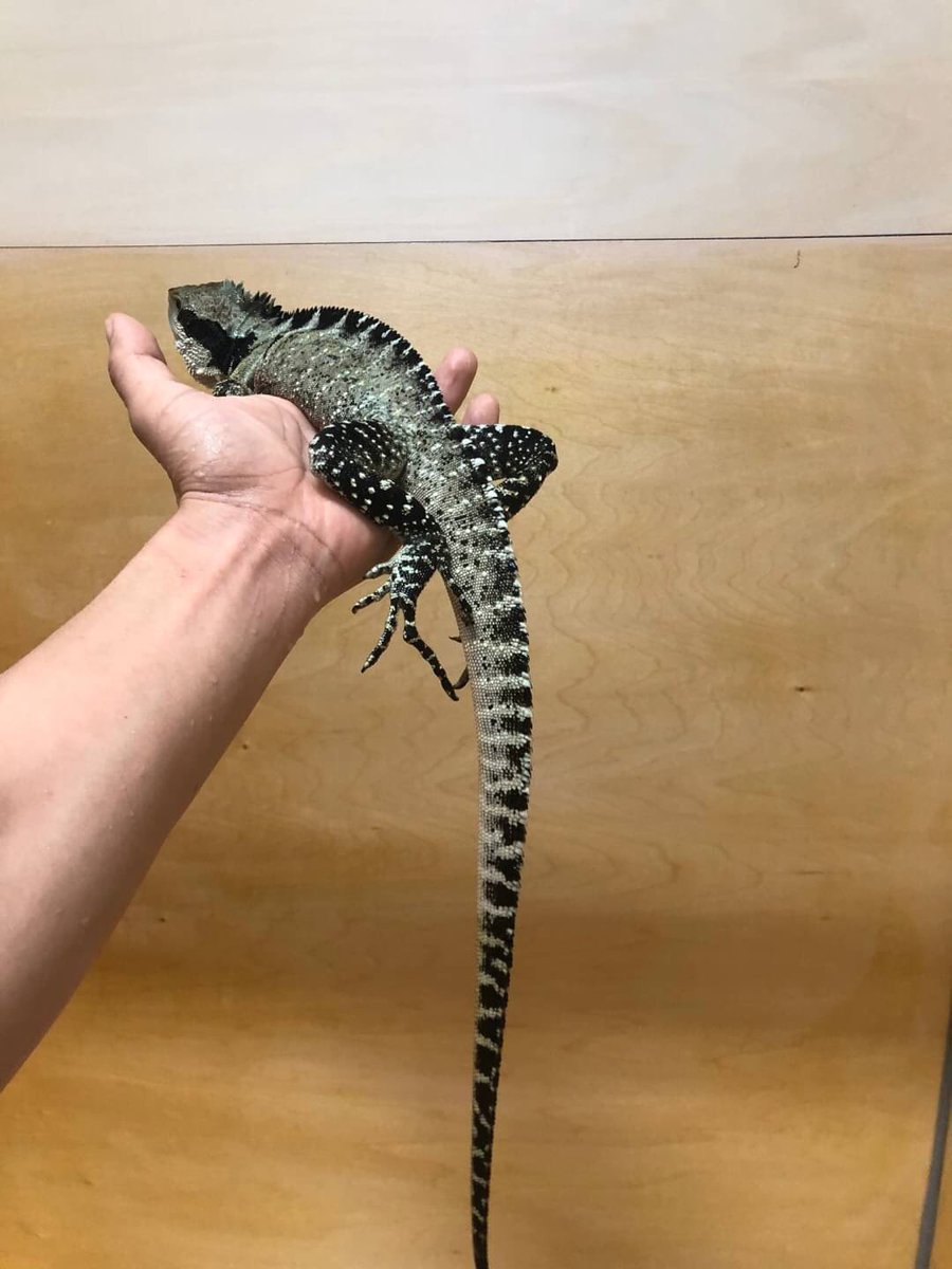 Tri Reptiles トライレプタイルズ 無所属 ヒガシウォータードラゴン フルアダルトオス個体の流通がとても少ない ヒガシウォータードラゴン Ogの個体は全てcbのため馴れやすさも抜群です 発情色である胸の赤みもバッチリです 尾先が少し切れており