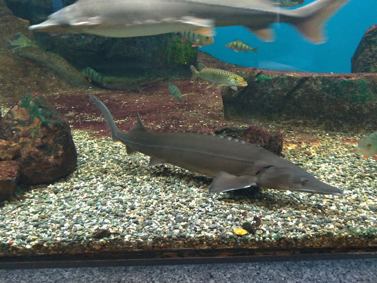 ぴろんぱんな まさかのカナヘイ水族館グッズも売ってて大興奮 ﾟ ﾟ ﾑｯﾊｰ 琵琶湖博物館にいない生き物のグッズも便乗で置いてあってわろた チンアナゴやカワウソとかおらんじゃん 笑