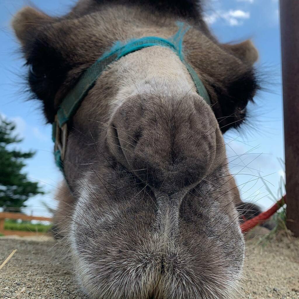 ラクダ休憩してます

#那須どうぶつ王国 #nasuanimalkingdom #nasu_animal_kingdom #ラクダ#camel#rラクダライド#camelride instagr.am/p/CD2i_msBllo/