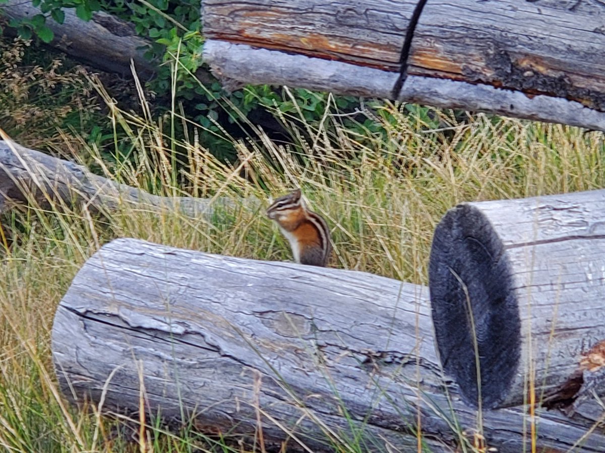 A chipmunk in Sawtooth. Oh did I mention this was Sawtooth? Lol