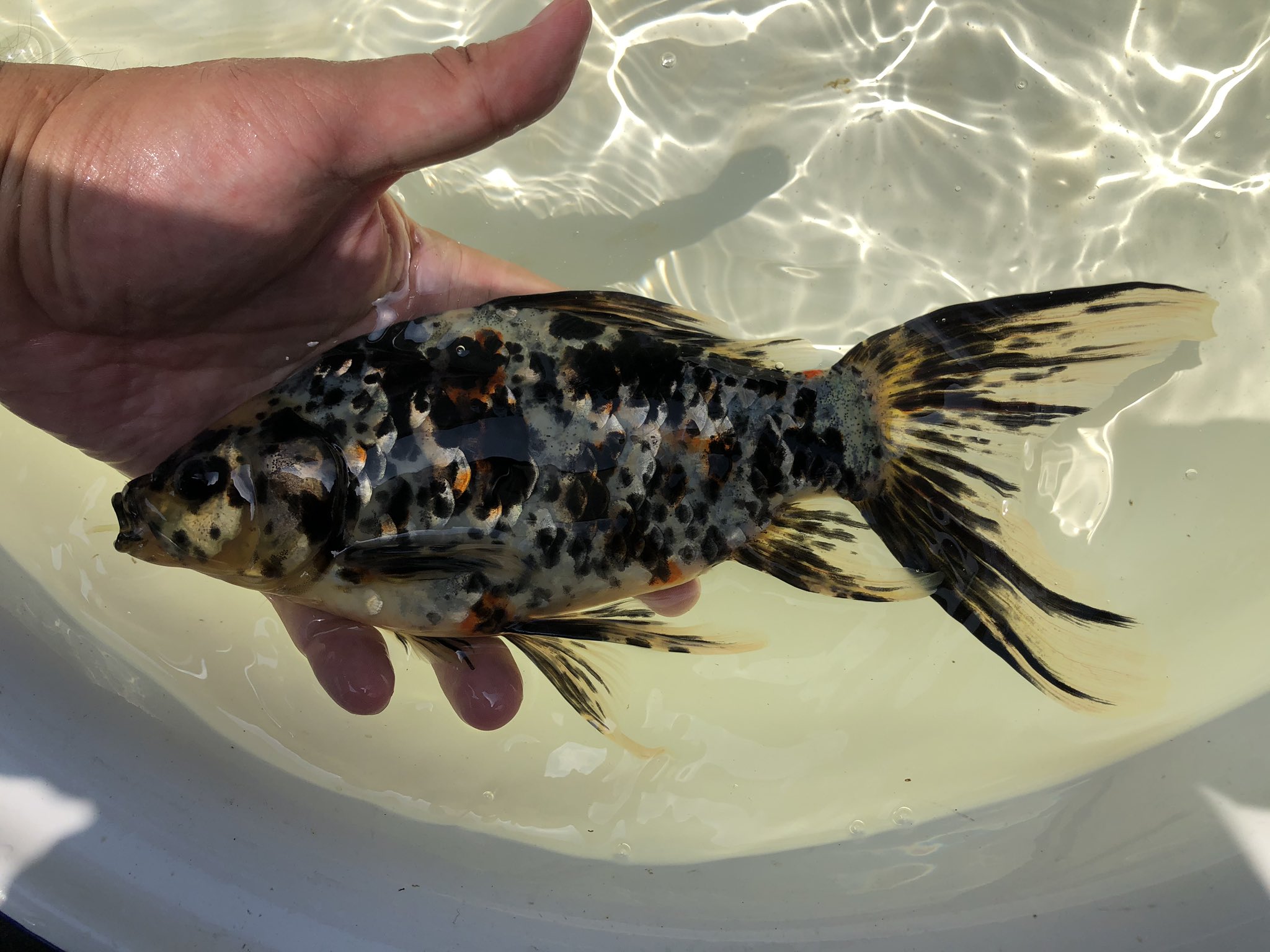 鮒尾和金270 個人的には墨朱文もこんな感じでちょっと黄色掛かっている方が好き