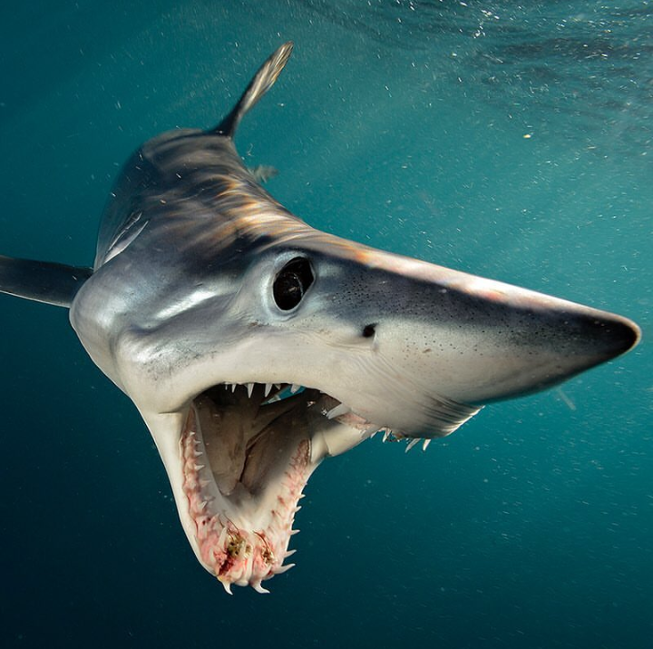 Parasitic copepods, like Anthosoma crassum, have been documented in the jaws of lamniform  #sharks, including Makos! They can produce deep lesions in the jaw tissues and can cause severe damage.  #SharkWeek