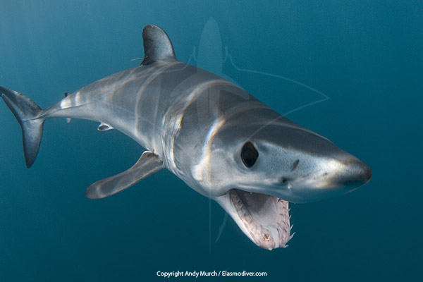  #Finfact: a mako  #shark 2020 study aimed to assess the health of shortfin mako  #sharks captured by recreational fishers off eastern  #Australia. It described the (possibly first) description of fishing‐induced exertional rhabdomyolysis.  #SharkWeek