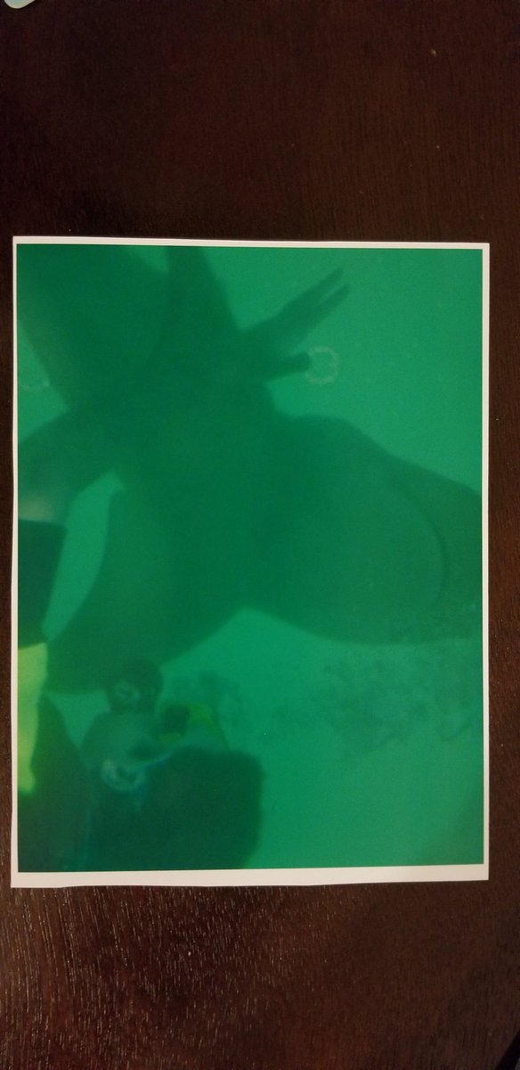 Digital_Bogue's tweet photo. @SharkWeek a little #TBT #TBThursday from a dive trip 20 ish yrs ago... https://t.co/JyY9uCWQFy
