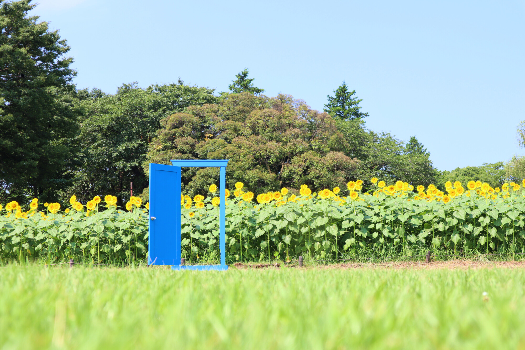 国営昭和記念公園 on X: 