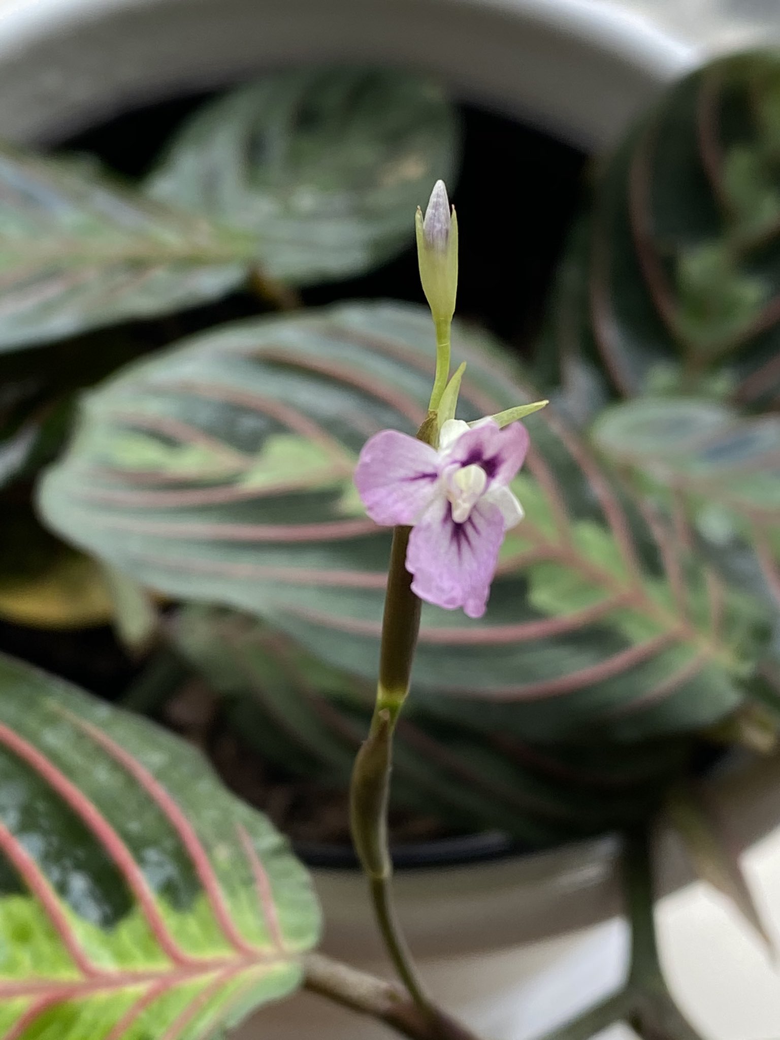 Wonder on X: "¿Ya han visto florecer a la Maranta leuconeura? 🥰  https://t.co/ONcsG9Pqiw" / X