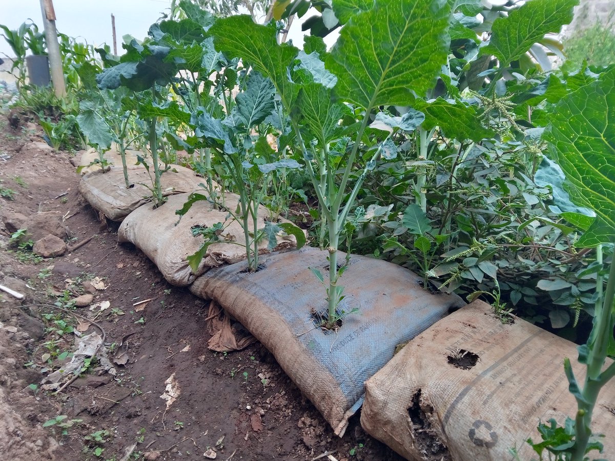 Blep_Kenya's tweet photo. Our hands on skills under the work education program ensures the youth are well equipped with knowledge that help is sustaining the farming craft. #BlepRising https://t.co/rKlp7muiVc