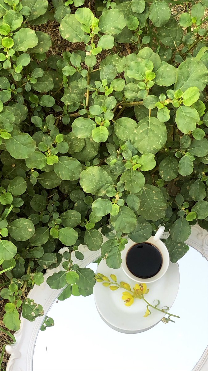 Me3ad2727's tweet photo. " صباحكُم رحبّ و جالب معه 
 كل البهجات 🌿🤍 ". https://t.co/CrMBKcQbGT