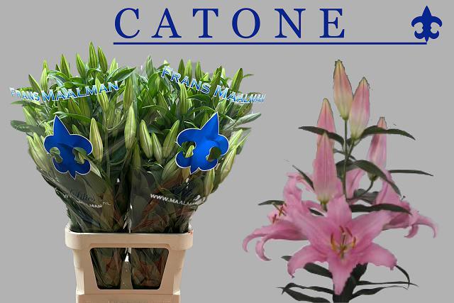 VermeulenGerard's tweet image. Vandaag zware buitenlelie #Catone op #Klok1 #FransMaalman