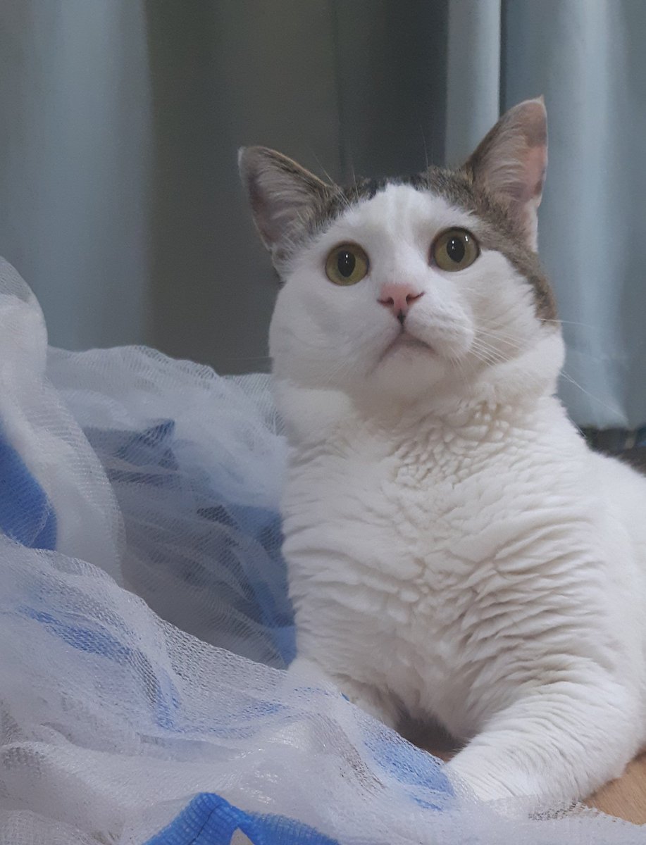 모기장꺼냈는데 모기가아니라 고양이가 걸렸다
호기심  천국 궁금하면 먼저 다가가보기