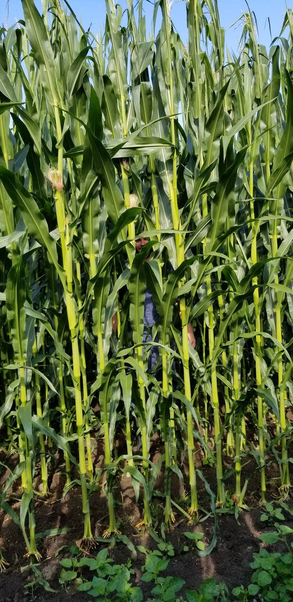 BC corn. Planted last week of May after a winter forage mix of winter wheat, rye and annual ryegrass. Only starting to tassle and its this tall. The cobs are coming in well above my head. Btw i'm 6ft 2in just for reference.