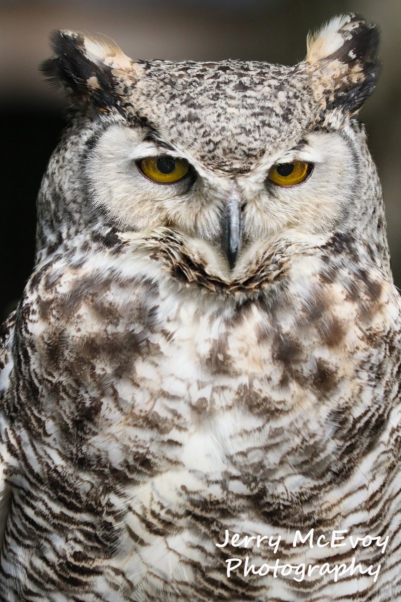 It seems like every day on Vancouver Island there is something new to enjoy #owl #jerrymcevoyphotography #vancouverisland #raptors #pictureoftheday