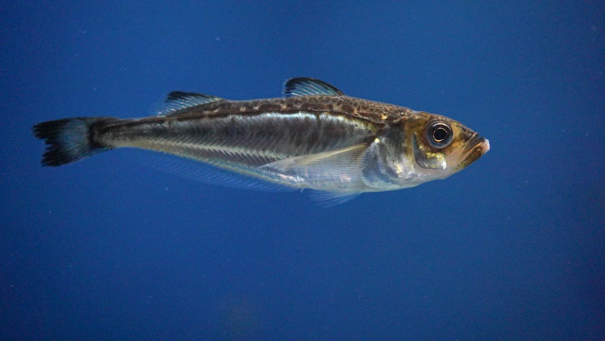 ハタハタ 트위터 검색