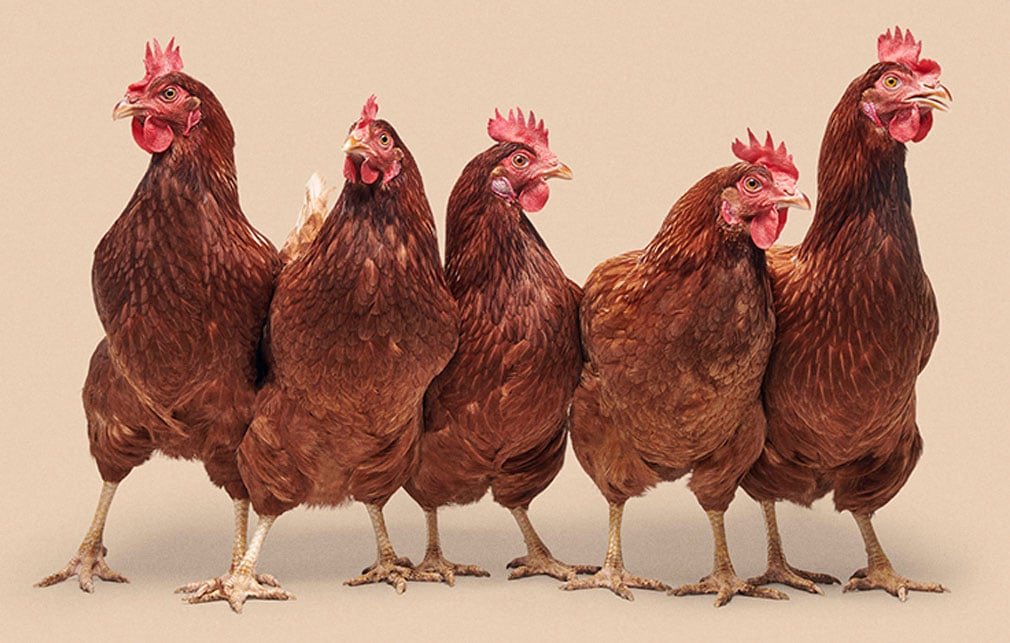 Gisel Ruiz tweet media