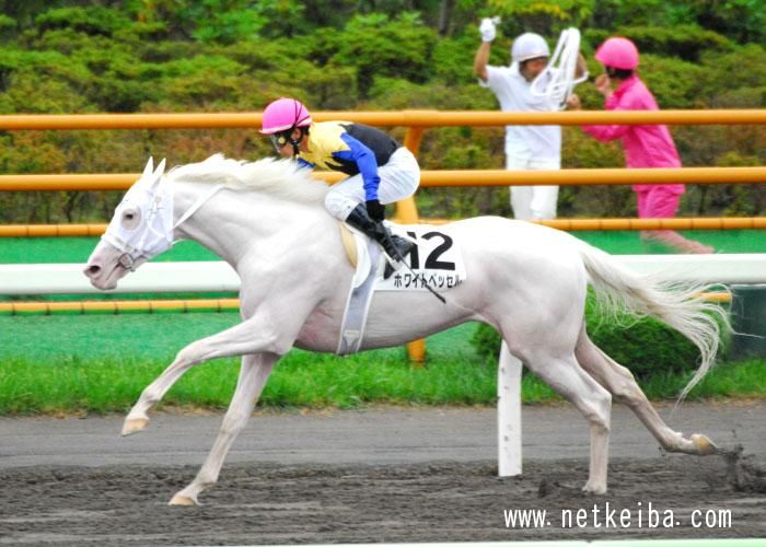 английская чистокровная лошадь альбинос. белая лошадь на английском. белая лошадь на английском. White vessel лошадь. английская чистокровная скаковая лошадь.