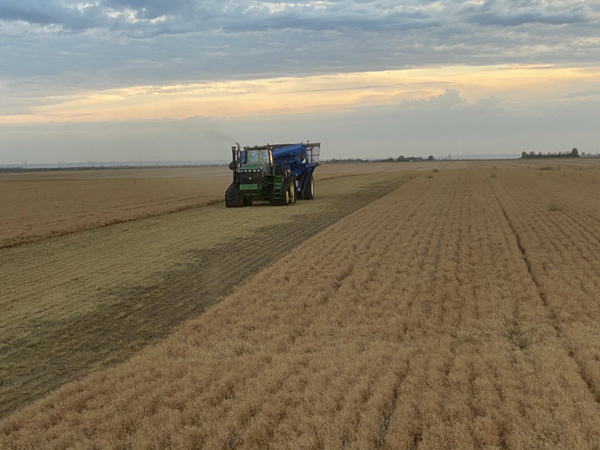 CDC Lima large green clearfield lentils, available this fall <a href="/McDougallAcres/">McDougall Acres Grainex</a> newest large green, great standability with good disease resistance and high yield. Check out the newest clearfield lentil in its launch year! <a href="/SaskPulse/">Saskatchewan Pulse Growers</a> <a href="/usaskplsc/">USask PlantSci</a> #greatyield #harvest20 #awesomelentil