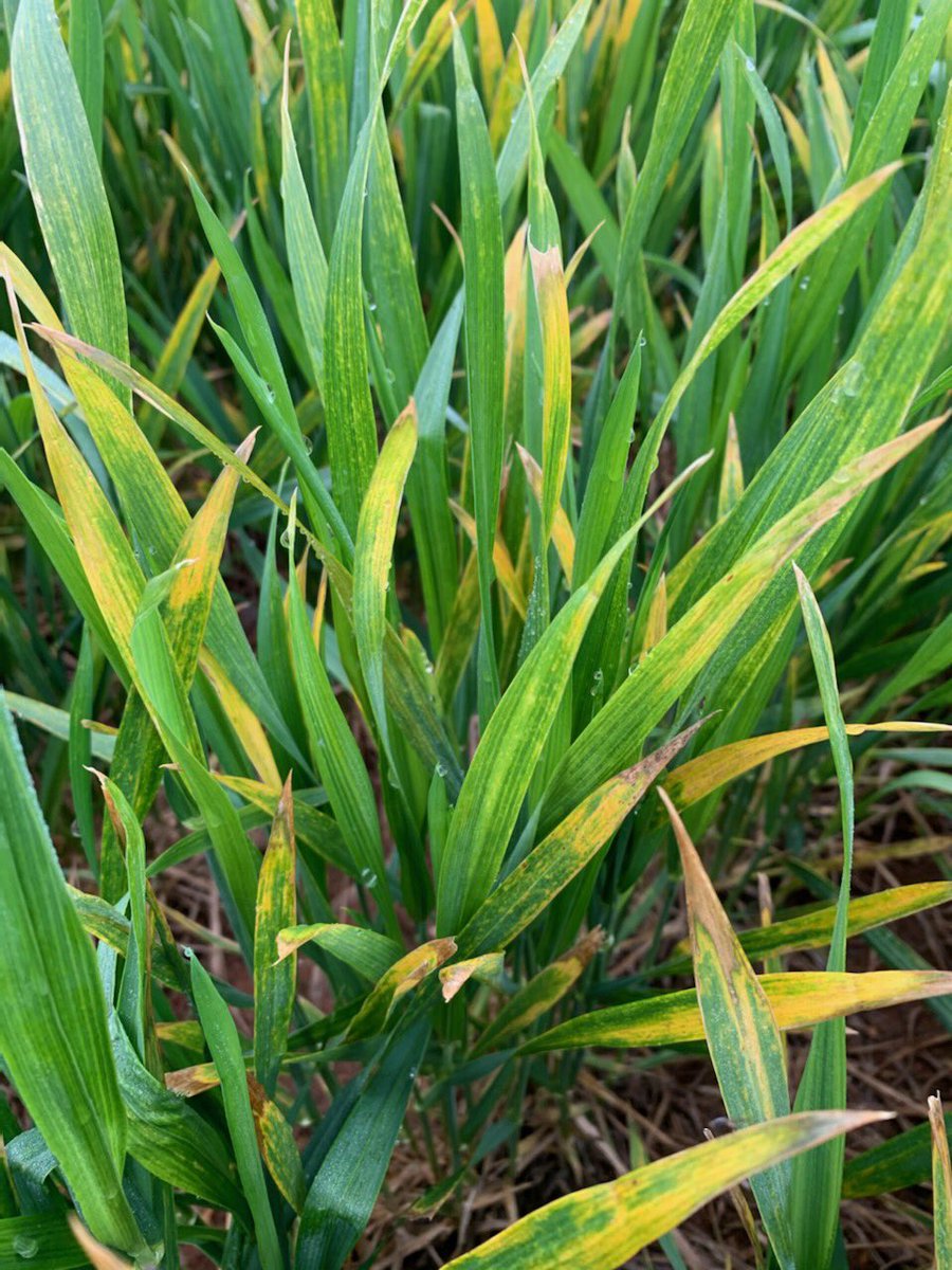 Steven Simpfendorfer tweet media