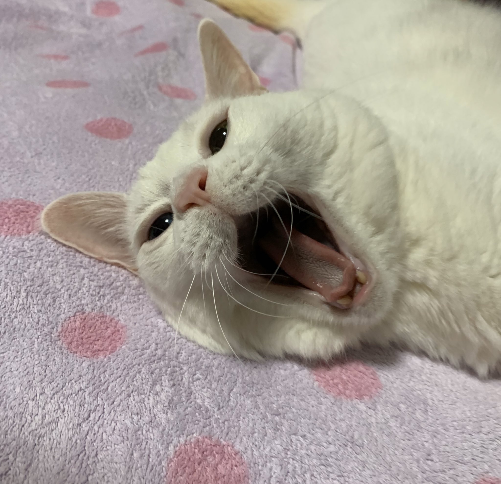 100歳の猫😽にゃんちゅう (nyanchuchan1230@) / X