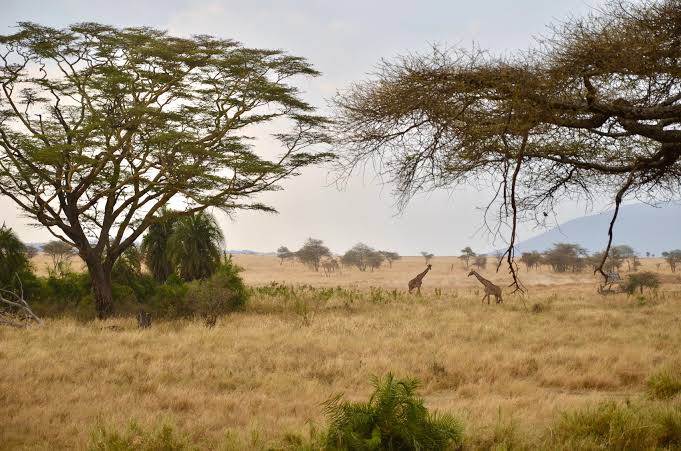 EmbraceFiction's tweet photo. I demand a special #ItsOkayToNotBeOkay episode in Serengeti, Tanzania after COVID-19.
Alternatively, it could be the place they can visit in #Threegether (😂), you know your season 2 of Twogether, @netflix @NetflixKR.
You're welcome, btw. https://t.co/zBI3vBalVL