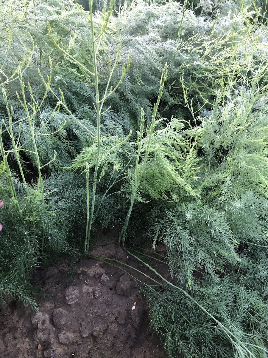 De ochtend starten in aspergeplanten opkweek.  In juli en augustus groeien deze opkweek-velden altijd super hard.  De dauw zorgt ervoor dat je zeker een regenbroek aan moet hebben😉