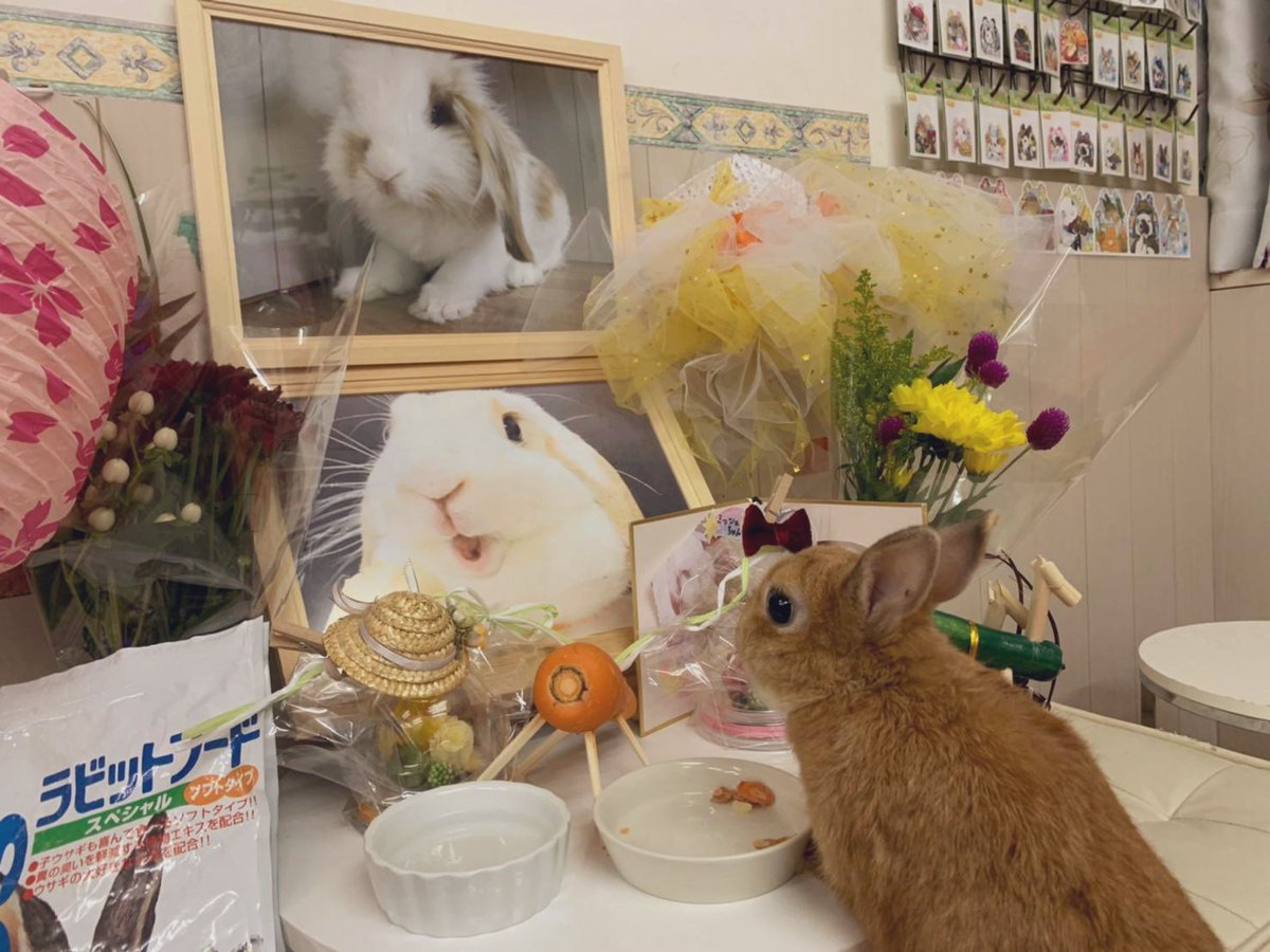 うさぎカフェ うさびび たくさんのうさぎさんがお月様より帰ってきているこの時期 うさびびにもたまとミッシュちゃんがニンジン に乗って帰ってきてることでしょう 二匹のためにたくさんのおやつを 食べられてる 笑 お盆 うさぎ好きさんと繋がり