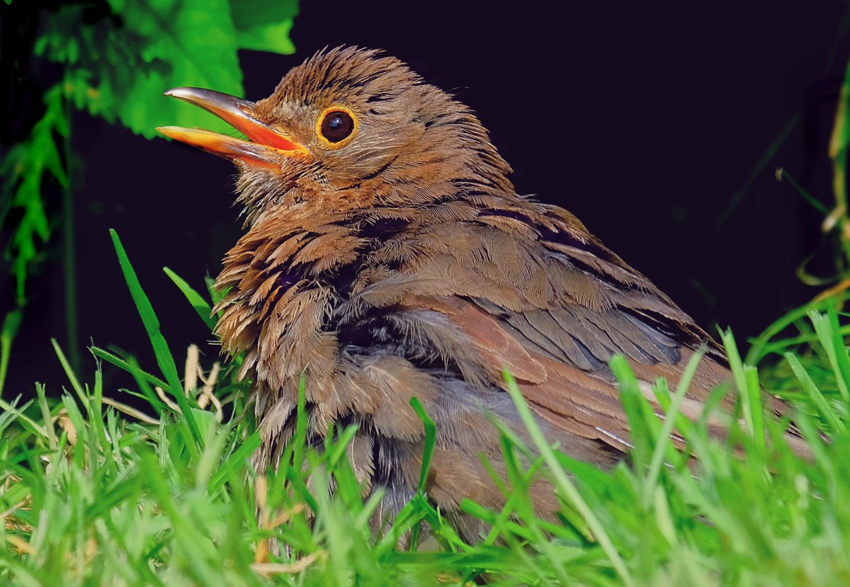 Baby blackbird sunbathing @Natures_Voice @RSPBEngland  #BBCWildlifePOTD @wildlifemag @Britnatureguide @NatureUK @LensAreLive @WPPmagazine @teeswildlife @WildlifeTrusts  #ThePhotoHour 
#nature #twitterwildlife #wildlifephotography #birds #BlackBirdersWeek