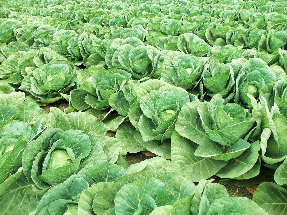 2) In fact “the medicinal value of the cabbage surpasses all other vegetables.” It is an excellent laxative, prevents hangovers, cures fever, cleanses wounds, relieves ulcers, improves joints, and cures any internal organ which is suffering. (Cato, On Farming, 156)