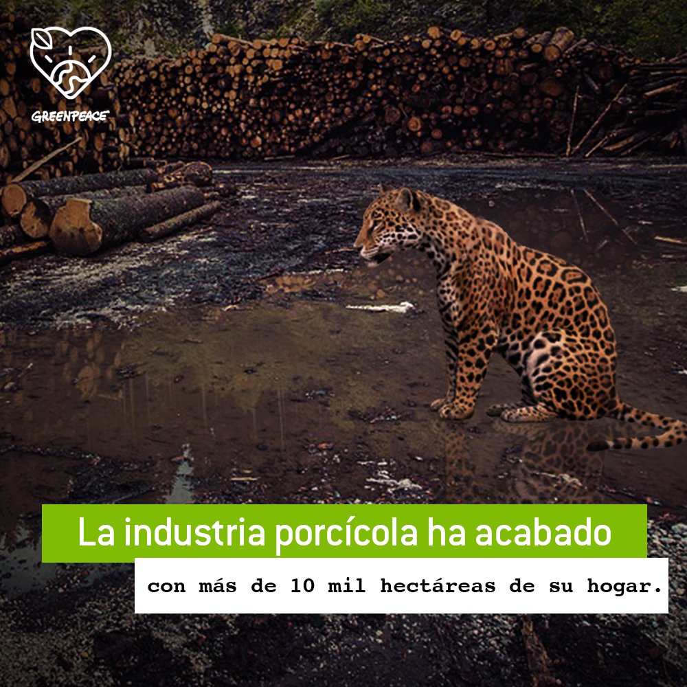 prensaanimal4's tweet photo. #CambioClimatico #Jaguares
@greenpeacemx compartió #EnRedSocial
¡No permitas más destrucción! Disminuye tu consumo de carne y firma para detener a la industria porcícola. >> https://t.co/bfr0GcfZ7P
https://t.co/TWDrylqy5R https://t.co/q4VaotdZcd