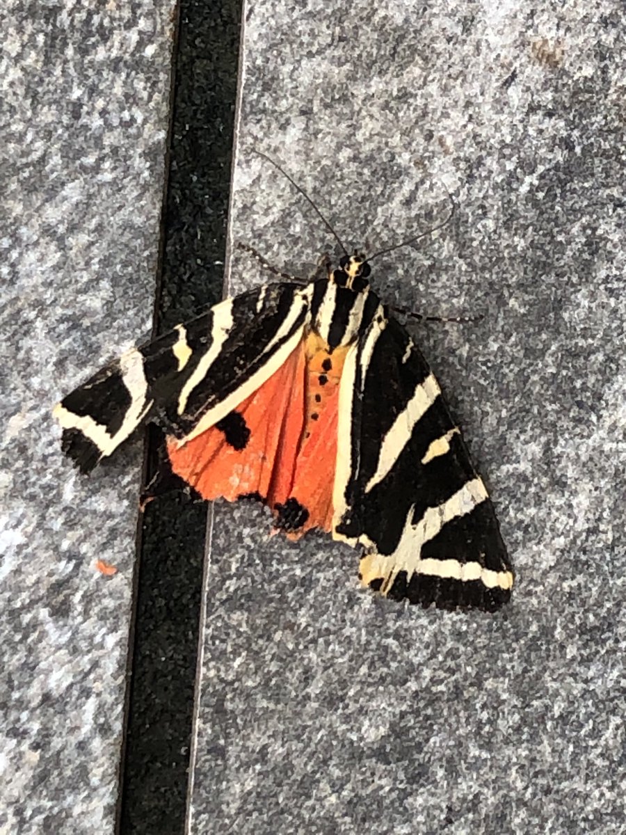 ⁦@DawnNeesom⁩ can you ask the sad man, AKA current husband, what this butterfly is as it was on my patio yesterday