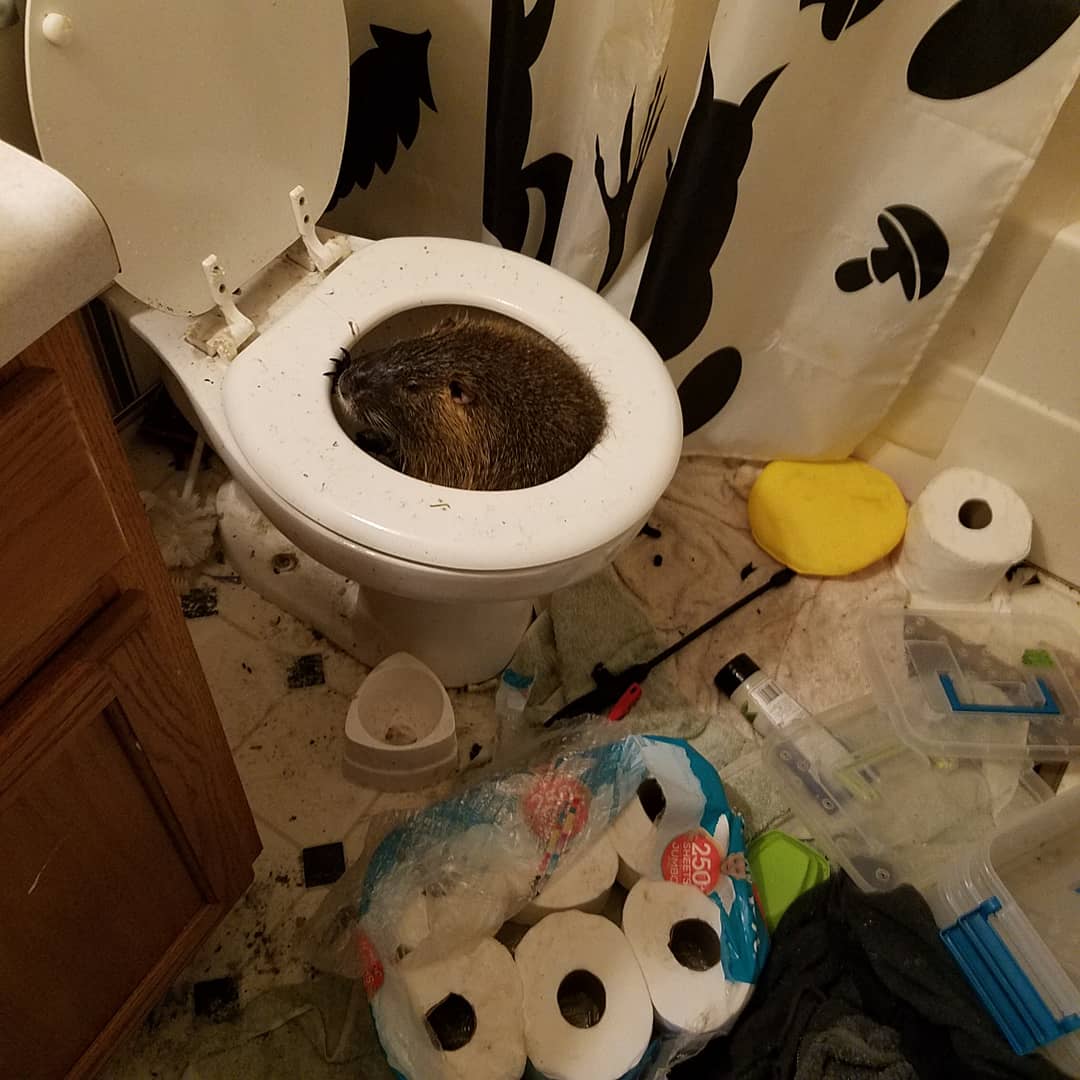 I ran out on a call, and when I got home...I really, really, really had to pee. I know, TMI, but it's the story. So I ran to the bathroom, and I saw the door was ajar. I knew that wasn't gonna be good... I flipped on the light and...OMG!!!