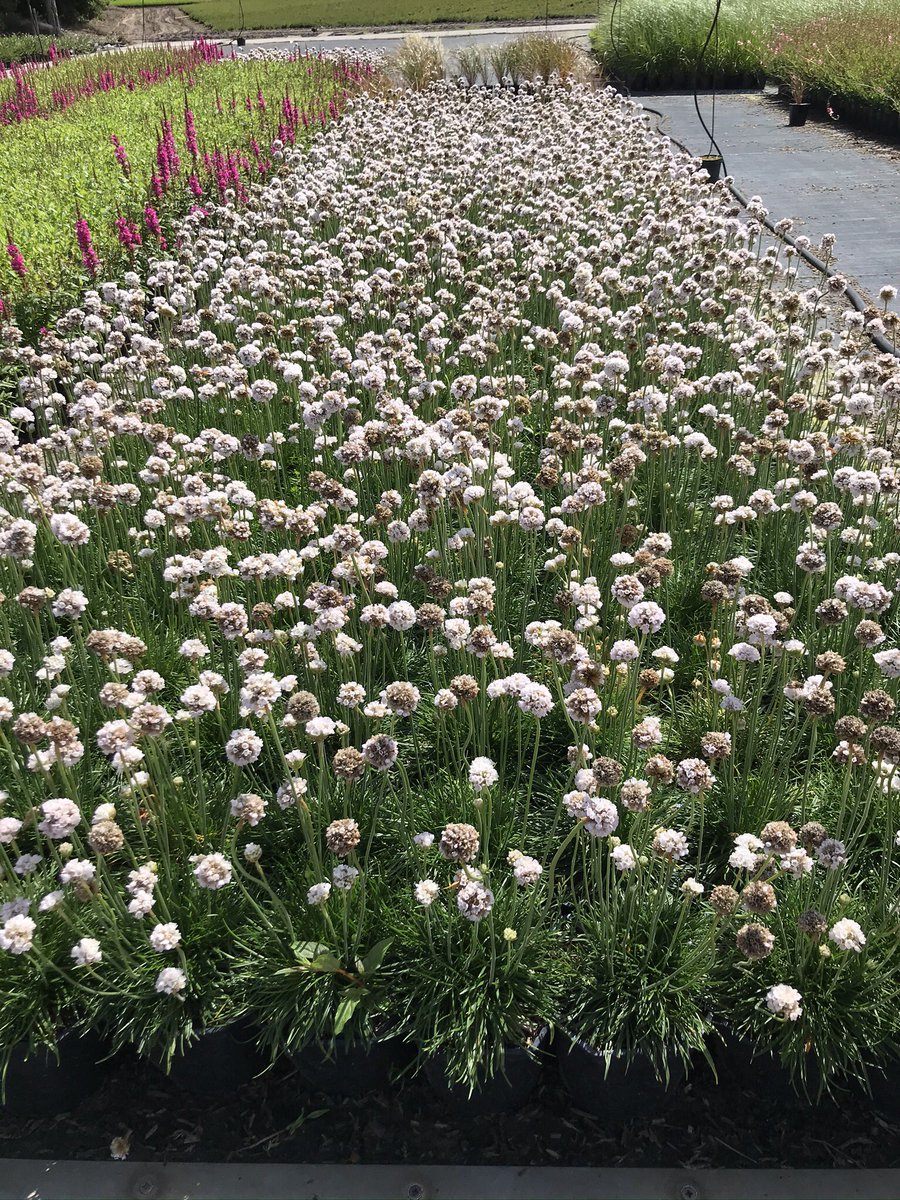 BootCoUK's tweet photo. Admiring these at a supplier a couple of weeks ago. Often overlooked native Thrift is such a tough plant and is road salt tolerant ❄️ https://t.co/Da2eOUL0Y5