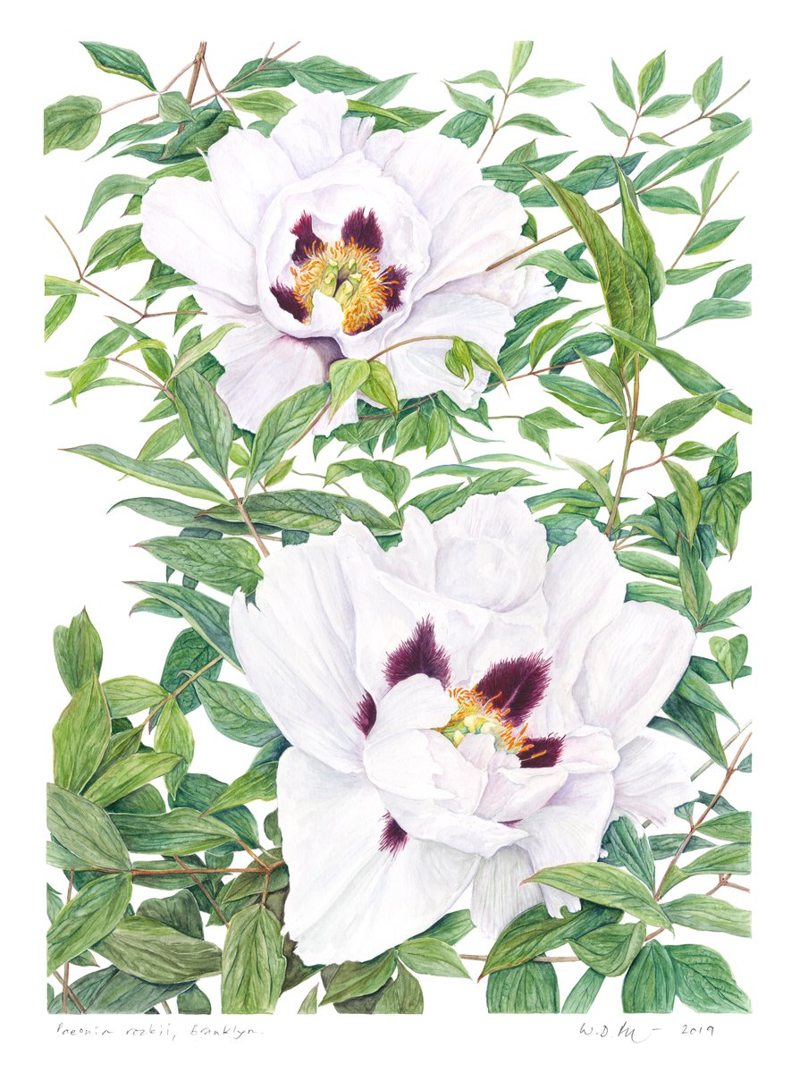 thessbaorg's tweet photo. EXHIBITION 'BLOOMING LOCKDOWN!' Our annual exhibition is coming soon, hosted @FramesGallery. A fantastic selection of contemporary botanical art produced by our members. 19 Sep - 10 Oct. Art by WD Phillips, Paeonia rockii, Branklyn https://t.co/rGYwBb6Avu