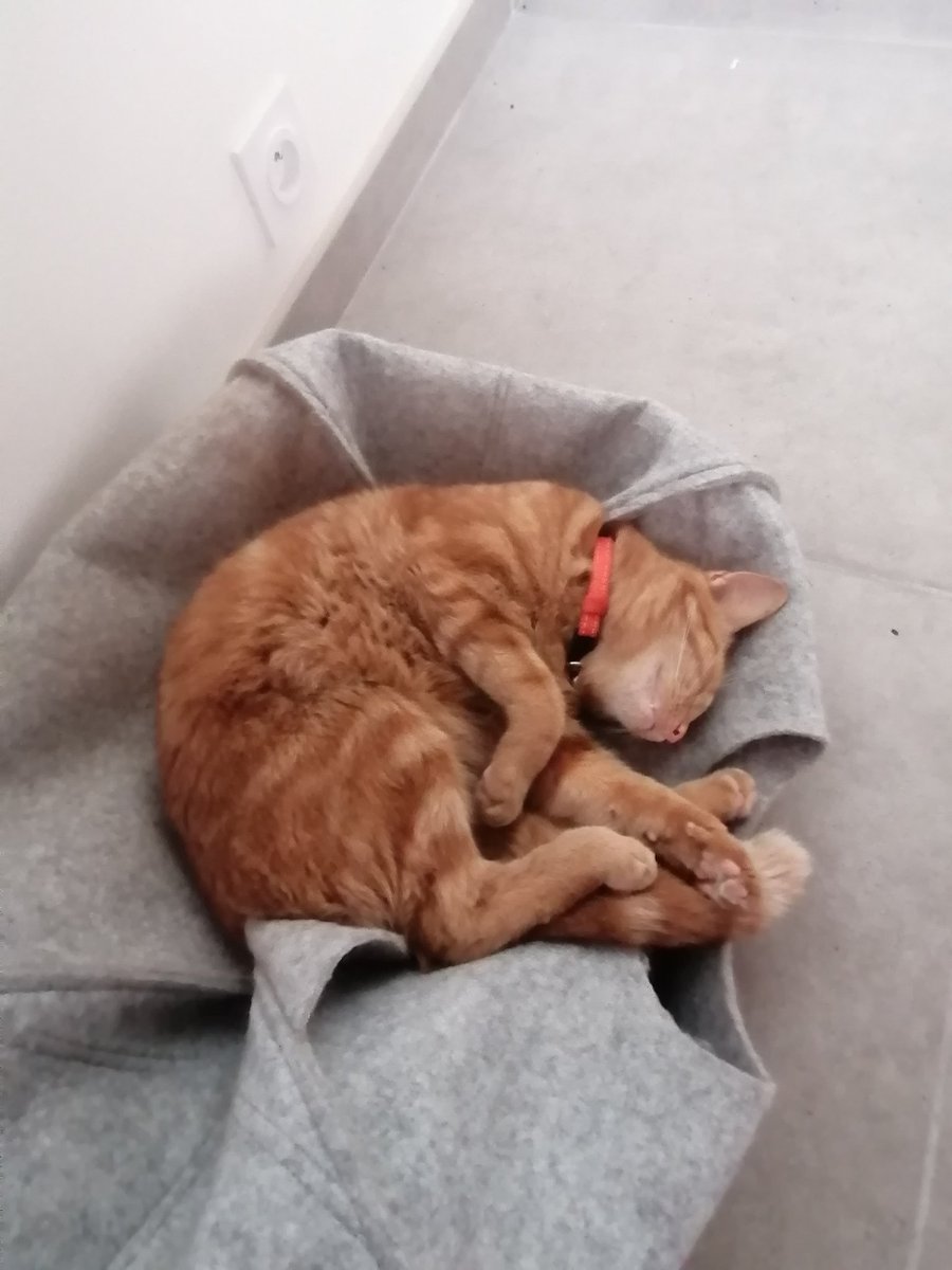 El Diablo Rojo, l'attila dei gatti