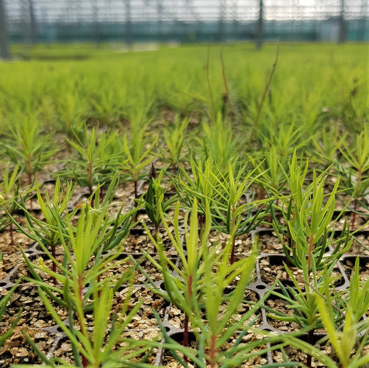 AlbaTrees's tweet photo. From seed to sale - we've got you covered 👋
Our native, cell-grown trees can be planted all year round. Orders are coming in thick and fast for the coming season so in touch to place your order via https://t.co/ixWILAlGUr
#nativegrown #seedgrown #conifers #forestrynursery https://t.co/3xeeHwbxWv