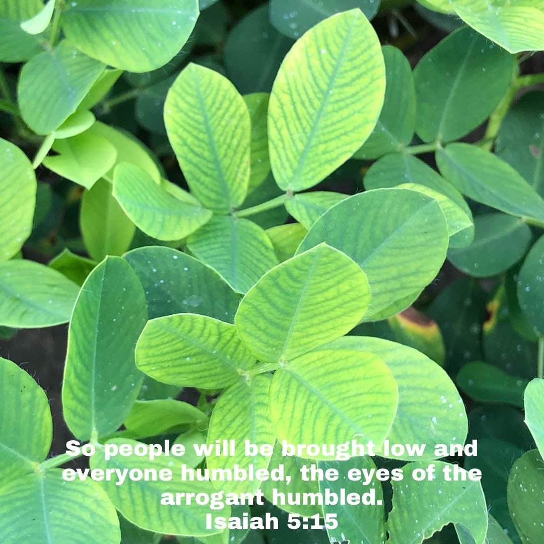 Manganese is low in these peanuts. Induced by high pH.  bible.com/111/isa.5.15.n…