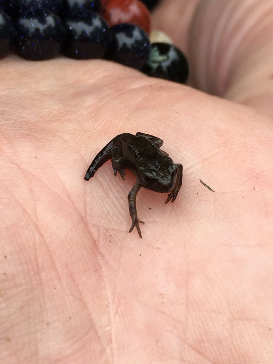 Jennife00985705's tweet photo. F discovered the tadpoles have grown! ⁦@NurseryOrmiston⁩ ⁦@randommonstert⁩ https://t.co/PGlfdt3jQm