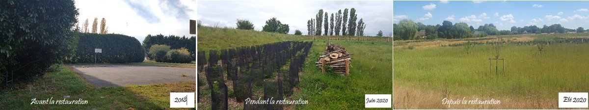 Archipel_idf's tweet image. Rétrospective : 1 an de #renaturation en #SeineEtMarne : d&apos;un terrain de sport à un #verger
Quelques photos avant / après
Objectif #Zéroartificialisation porté par la @iledefrance 
Nous lançons les 1er suivis #faune #flore cette année !