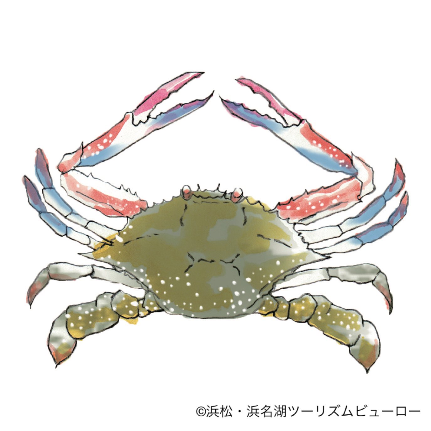 浜松 浜名湖観光情報 公式 こちらのカニ ガザミという浜名湖でよく獲れるカニ です さてこのガザミ ワタリガニと呼ばれることもありますが 浜名湖では地元の人に何と呼ばれているでしょうか 海の湖教科書クイズ ガザミ ワタリガニ T Co