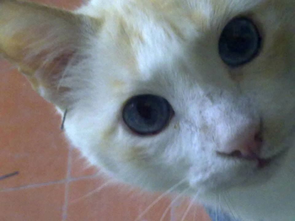 Silvi_Alejndra's tweet photo. @crunchyroll_la
 
#InternationalCatDay 
#YonAndMu 
 foto del bebe y el viejo de la casa https://t.co/6bdAQHWVbR
