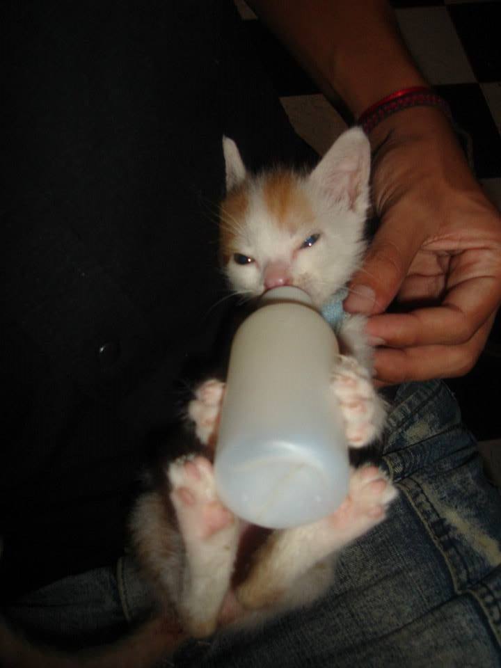 Silvi_Alejndra's tweet photo. @crunchyroll_la
 
#InternationalCatDay 
#YonAndMu 
 foto del bebe y el viejo de la casa https://t.co/6bdAQHWVbR
