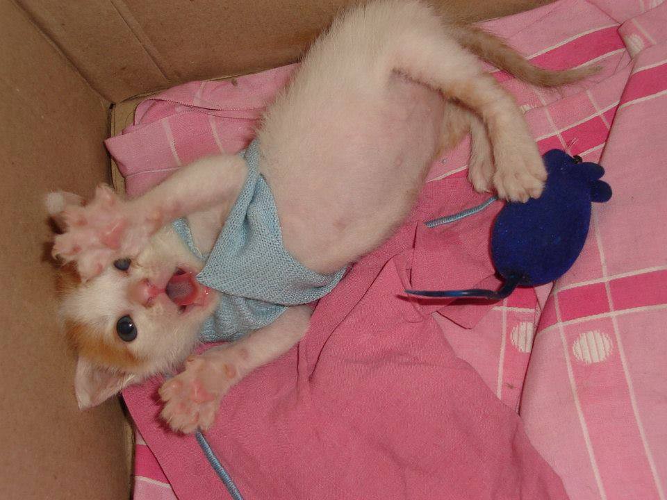 Silvi_Alejndra's tweet photo. @crunchyroll_la
 
#InternationalCatDay 
#YonAndMu 
 foto del bebe y el viejo de la casa https://t.co/6bdAQHWVbR