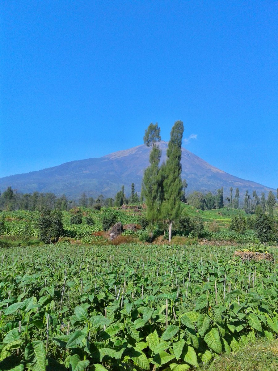 MYantiara's tweet photo. Temanggung
#temanggung #wonosobo #centraljava #nature #village #JatengGayeng  #semarang #semaranghits #travel #traveling #vacanze #vacation #travelphotography  #naturelovers  #naturev https://t.co/AEcN5UxPKT